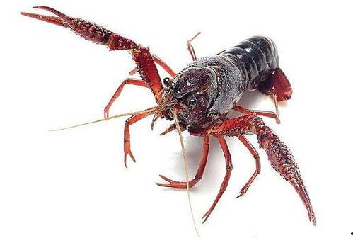 龙虾最新爆料视频,揭秘幕后真相，带你走进神秘世界